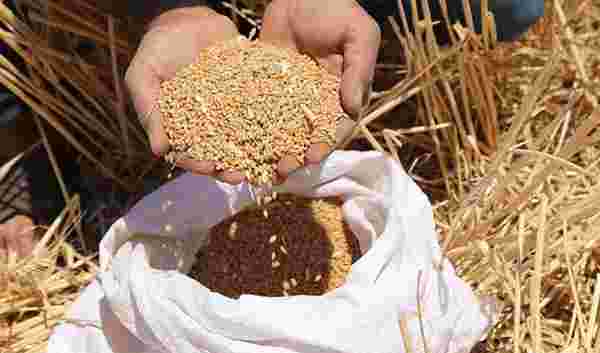 Pakistan Rusya’dan 300 bin ton buğday ithal edecek