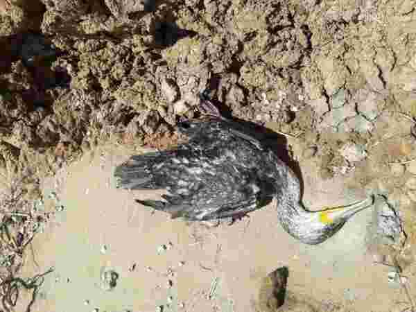 Rusya'da 8 bin ölü kuşun sahile yağdığı görüntüler korkuttu! Dünya basını yaşananlara 'kıyamet' dedi