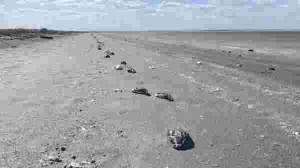 Rusya'da 8 bin ölü kuşun sahile yağdığı görüntüler korkuttu! Dünya basını yaşananlara 'kıyamet' dedi