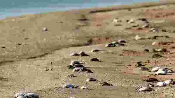 Rusya'da 8 bin ölü kuşun sahile yağdığı görüntüler korkuttu! Dünya basını yaşananlara 