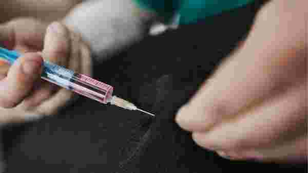 Rusya hayvanlara koronavirüs aşısı uygulamaya başladı! 6 ay boyunca bağışıklık sağlıyor