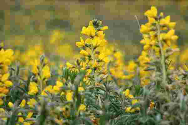 'Eber sarısı' çiçeğini koparana 109 bin lira ceza