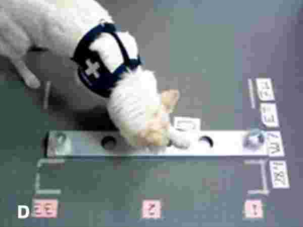 New results, from a University of Helsinki study, show canines can spot up to 97 per cent of cases and are 99 per cent accurate when confirming who is virus-free. Pictured: White Shepherd E.T. inside the test room indicating the sample in the middle, number two, as positive for Covid by putting one paw on it
