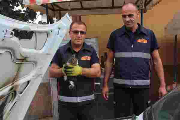 Son dakika gündem: Amasya'da otomobilin motor kısmına sıkışan kediyi itfaiye kurtardı