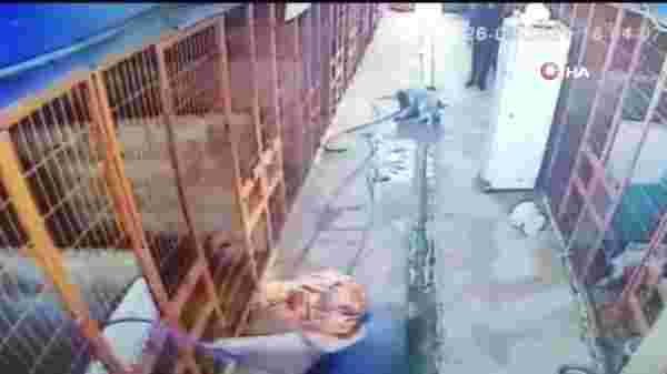 Son dakika haber: Tuzla'da av tüfeği ile köpeği telef eden şahıs kamerada
