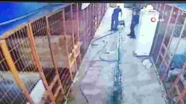 Son dakika haber: Tuzla'da av tüfeği ile köpeği telef eden şahıs kamerada
