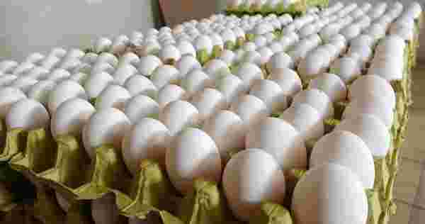 Son Dakika! Rekabet Kurumu, yumurta sektörüne yönelik 2 ayrı soruşturma başlattı - Haberler