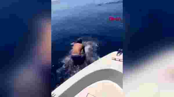 Suudi Arabistan'da bir adam balina köpek balığının sırtına bindi