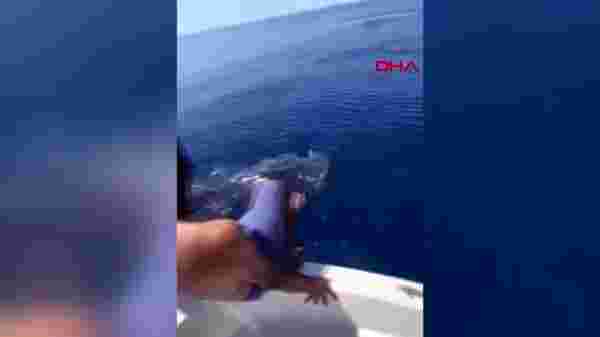 Suudi Arabistan'da bir adam balina köpek balığının sırtına bindi