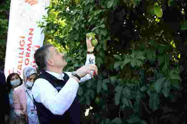 Tarım ve Orman Bakanı Bekir Pakdemirli, Adana'da limon hasadına katıldı
