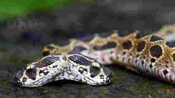 Tek ısırıkla öldürüyor! Asya'nın en tehlikeli çift başlı engerek yılanı Hindistan'da bulundu