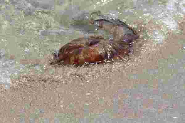 Dünyanın en zehirli türlerinden biri bu seferde Tekirdağ kıyılarında görüldü