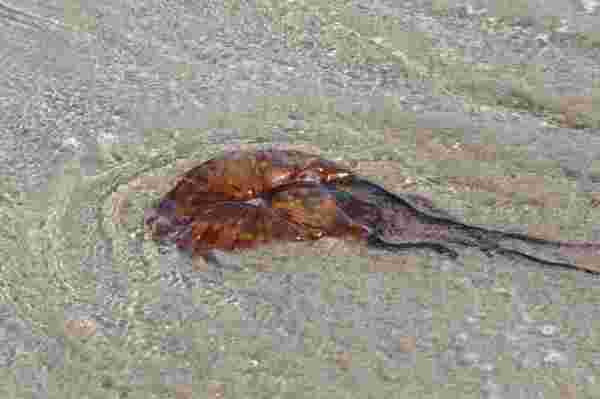 Tekirdağ kıyılarına vuran denizanalarıyla ilgili uzmanlardan uyarı: Ne ölüsüne ne de dirisine dokunmayın