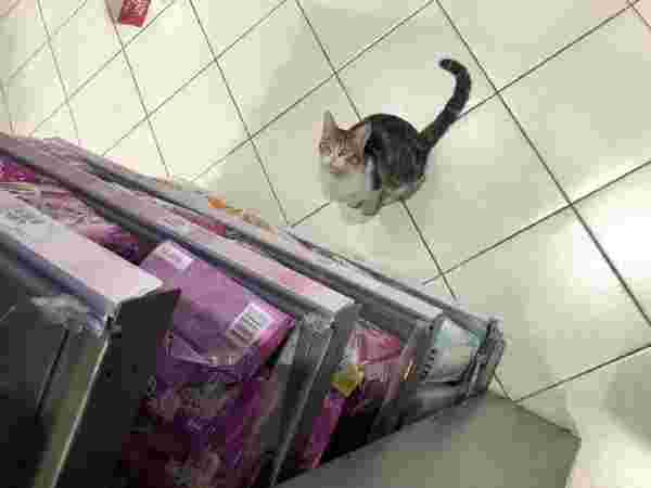 The 'beggar cat' is forcing shoppers to buy cat food