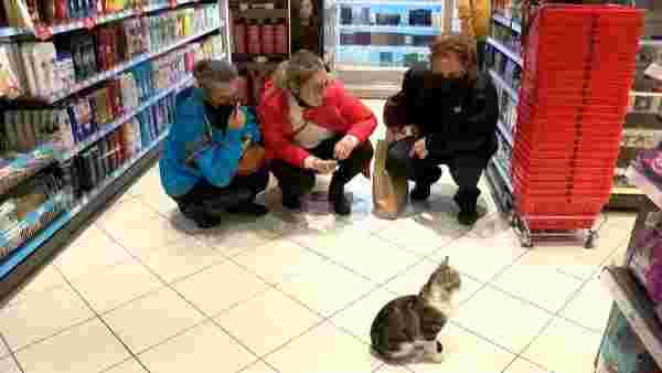 The 'beggar cat' is forcing shoppers to buy cat food