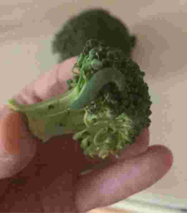 brokoli tırtıl