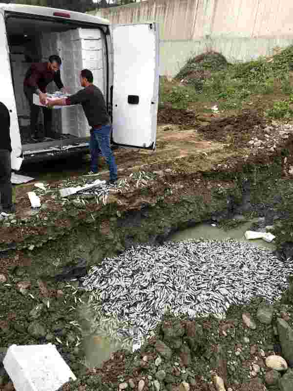Türkeli'de yasal boyutun altındaki 5 ton balığa el konuldu