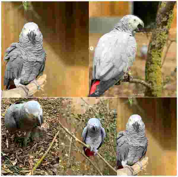 Vahşi yaşam parkındaki 5 papağan birbirlerine ve ziyaretçilere küfrettiği gerekçesiyle taşındı
