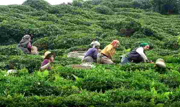 Yabancı uyruklu çay işçileri gelmeyince 100 Milyon Dolar Türkiye'de kaldı