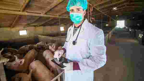 Çin'de yeni domuz gribi alarmı: Salgına dönüşebilir