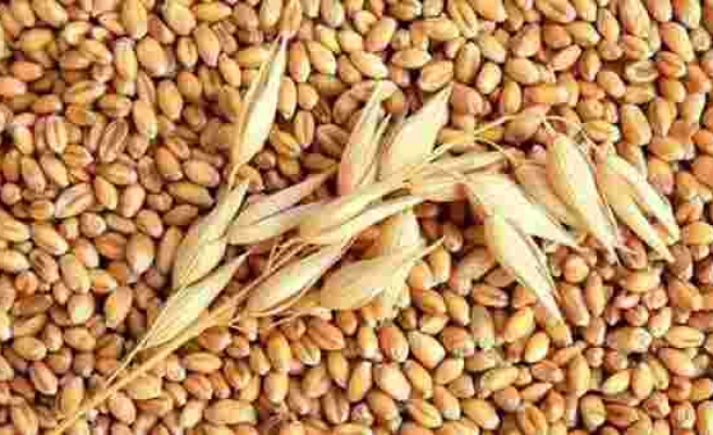 1 Ocak'a Kadar Buğday, Arpa ve Mısır İthalatında Gümrük Vergisi Sıfırlandı