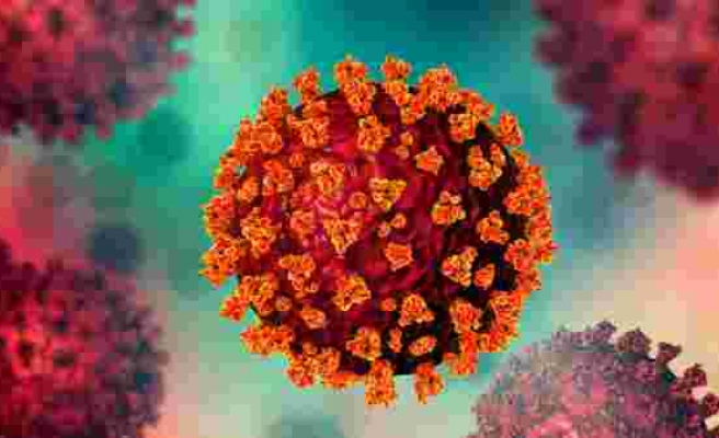 2 yeni koronavirüs daha bulundu