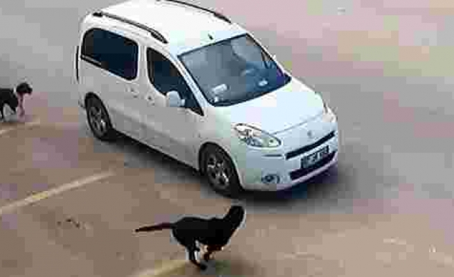 Antalya'da köpeği ezen araç sürücüsünün ehliyetine el konuldu