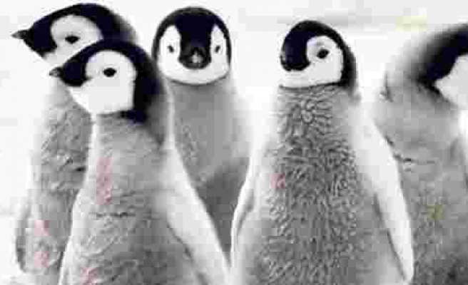 Binlerce penguen kıtlık kurbanı