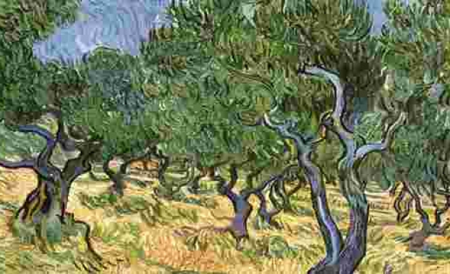 Van Gogh'un Zeytin Ağaçları tablosunda çekirge bulundu