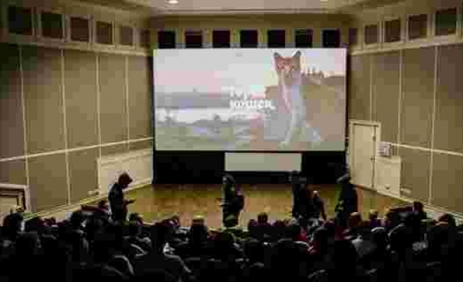 İstanbul kedileri Rus sinemalarında