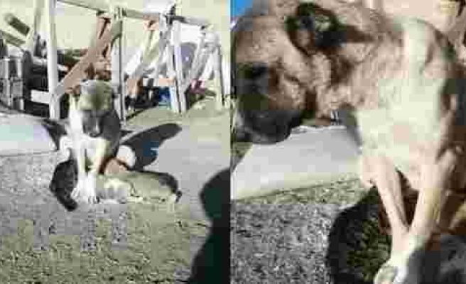 Kangal köpeği annesi ölen kediye annelik yapıyor