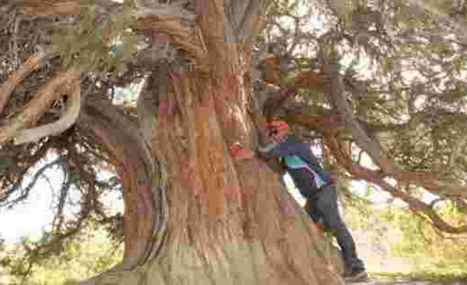 9 asırlık ardıç ağacı zamana meydan okuyor
