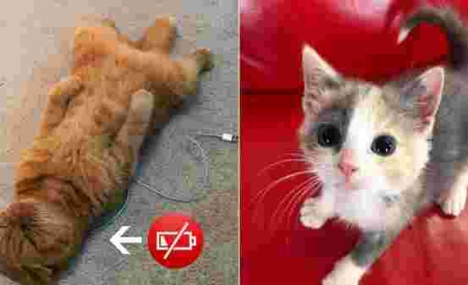 Kedilerin, Sevimlilik Konusunda Bir Numara Olduklarını Kanıtlayan 10 Fotoğraf