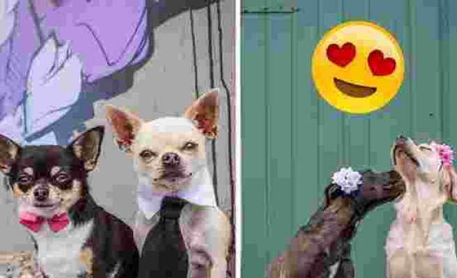 Birbirinden Sevimli Köpek Çiftlerinin Poz Verdikleri 10 Düğün Fotoğrafı