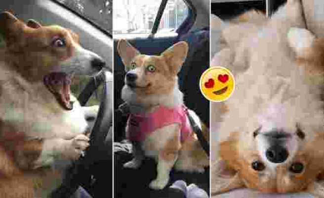 'Corgi' Cinsi Cüce Köpeklerin Yüzünüzde Gülümsemeye Sebep Olacak 16 Sevimli Fotoğrafı