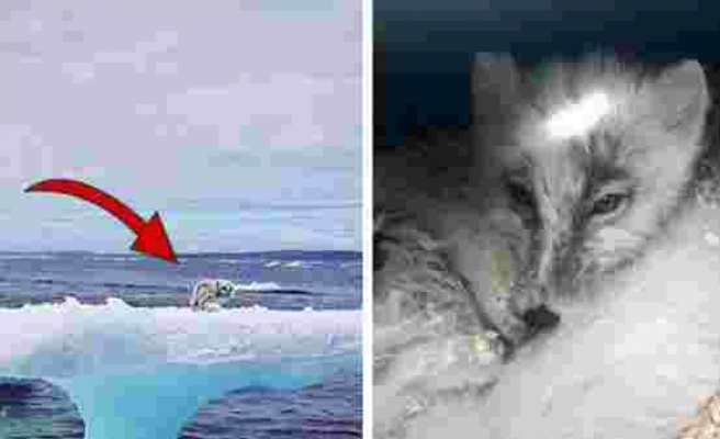 Kanadalı Balıkçılar, Buz Kütlesinde Buldukları Kutup Tilkisini Kurtardılar