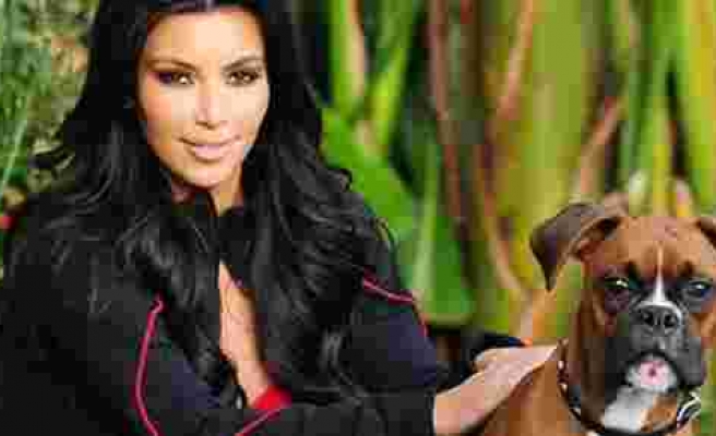 Kim Kardashian köpeğine silikon taktırdı!