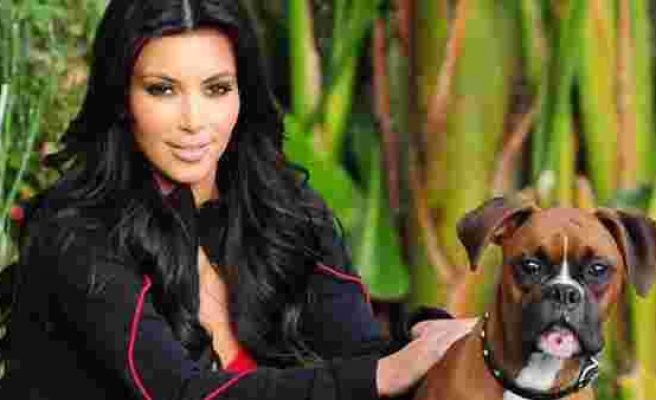Kim Kardashian köpeğine yapay testis taktırdı