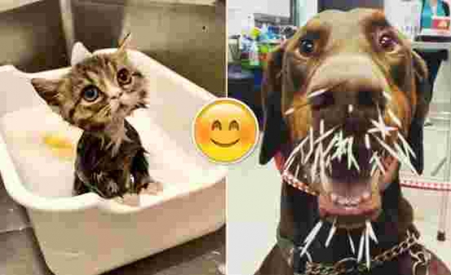 Vücudunuzun Mutluluk Seviyesini Arttırıp Neşelenmenizi Sağlayacak 9 Kedi ve Köpek