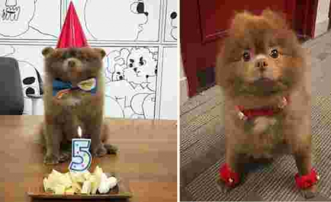 Henüz 5 Aylıkken Sahibi Tarafından Terk Edilen ve Şimdi Bir Sanat Galerisi Maskotu Olan Sevimli Köpek: 'Bertram'