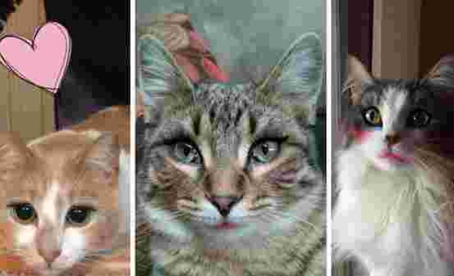 Makyaj Uygulaması ile Güzelliklerine Güzellik Katılan 14 Sevimli Kedi