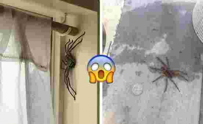 Örümcek Korkusu Olan İnsanların Asla Bakmaması Gereken 7 Görüntü