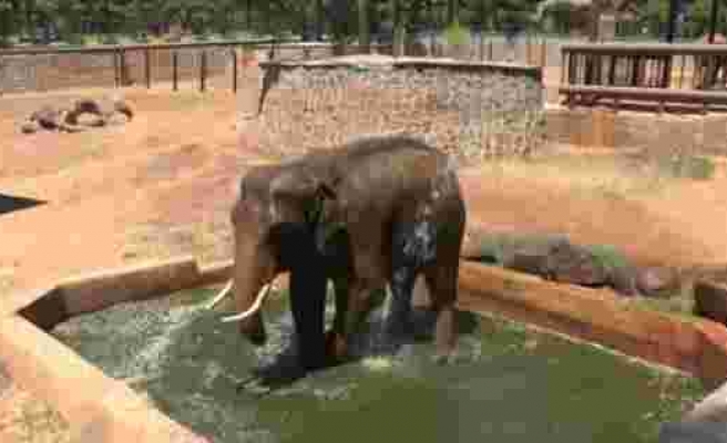 Sıcaktan etkilenen 5 tonluk filler suyla serinletiliyor