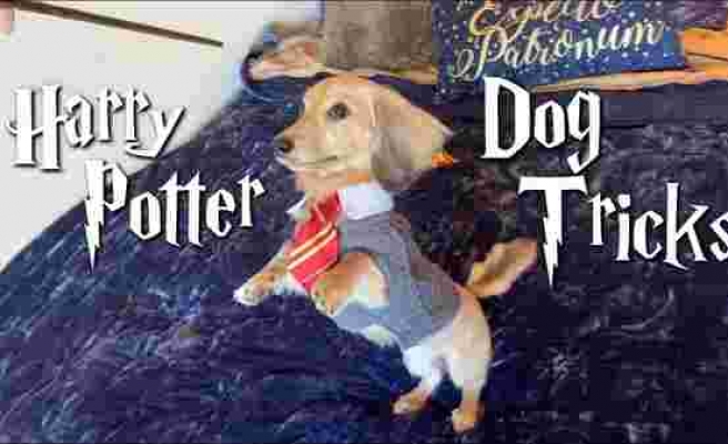 Harry Potter Büyüleriyle Eğitilen Köpeğin Kıskandıran Görüntüleri