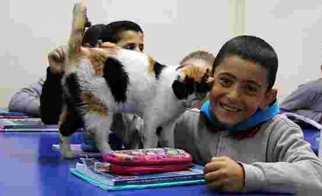 'Pamuk' Okullu Oldu: Öğrencilerin Okul Bahçesinde Bulup Sahiplendiği Kedi, Şimdi Derslere Giriyor!