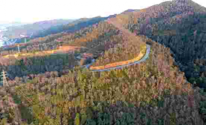 Yeşili Betona Çevirme Gayretindeyiz: Kavşaklara ve Yol Kenarlarına Dikilen Fidanlar Artıyor Ancak Ormanlar Azalıyor