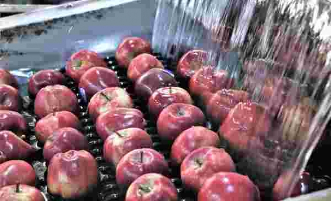 Bitki Sağlığı Belgeleri Geçersizmiş: Türkiye'den Giden 19 Ton Elmanın Rusya'ya Girişine İzin Verilmedi