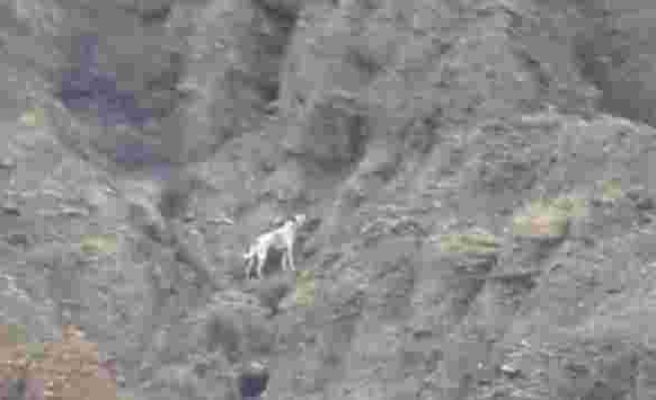 Haluk Levent Yardım Elini Uzattı: Çankırı'da Kanyona Düşen Köpek 5 Gündür Kurtarılmaya Bekliyor
