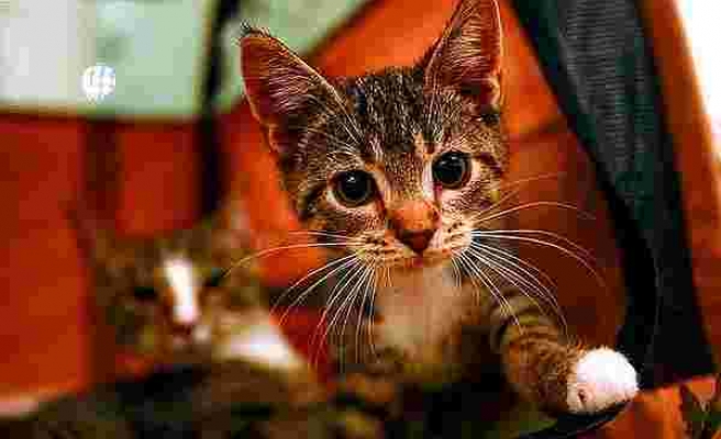 Kedi Tırmığı 'Taksirle Adam Yaralama' Suçu Sayıldı