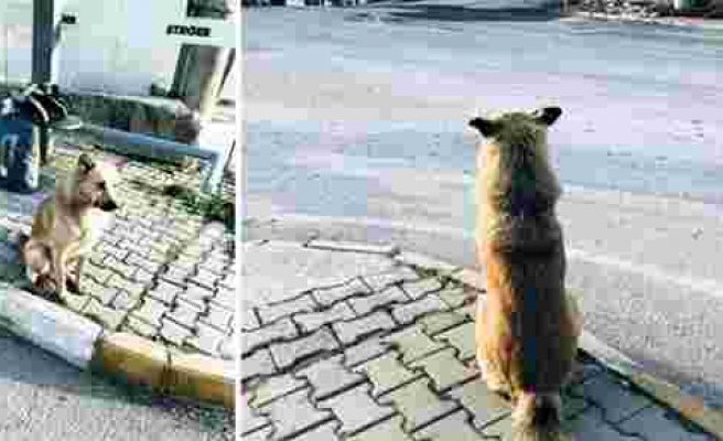 Kendisini Terk Eden Dostlarını 1 Yıldır Dolmuş Durağında Bekleyen 'Can' İsimli Köpek